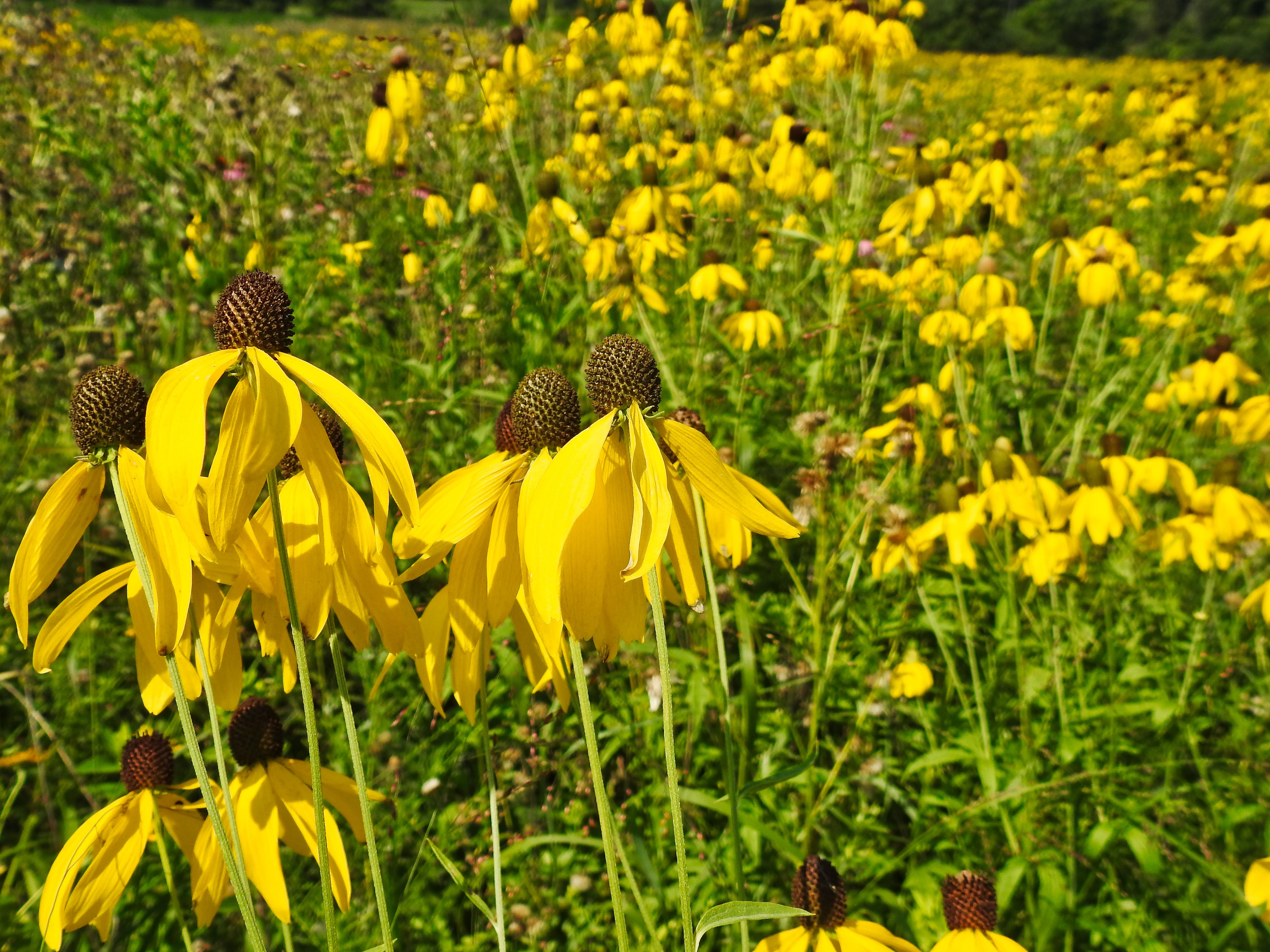 Prairie Coneflower